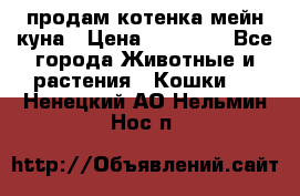 продам котенка мейн-куна › Цена ­ 35 000 - Все города Животные и растения » Кошки   . Ненецкий АО,Нельмин Нос п.